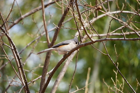 Tufted Titmouse (Baeolophus bicolor)  Animal,Baeolophus bicolor,Bird,Geotagged,Tufted Titmouse,United States,Winter