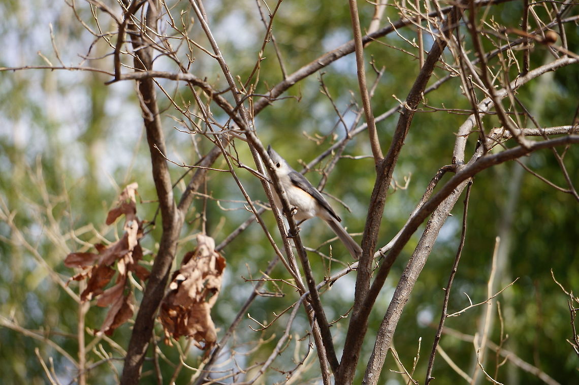 Tufted Titmouse (Baeolophus bicolor)  Animal,Baeolophus bicolor,Bird,Geotagged,Tufted Titmouse,United States,Winter