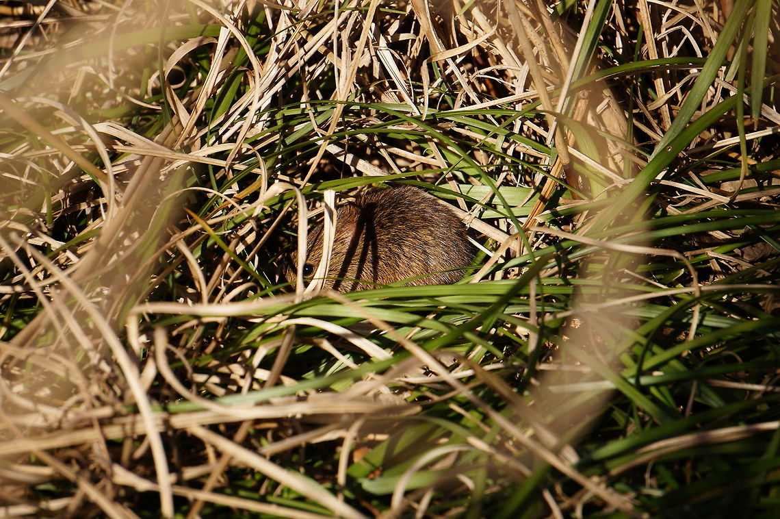 Vole  Animal,Geotagged,Rodent,United States,Winter