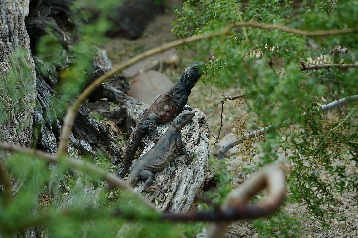 Common Chuckwalla (Sauromalus ater)  Animal,Common Chuckwalla,Geotagged,Lizard,Sauromalus ater,Sauromalus obesus,United States,Winter,Zoo