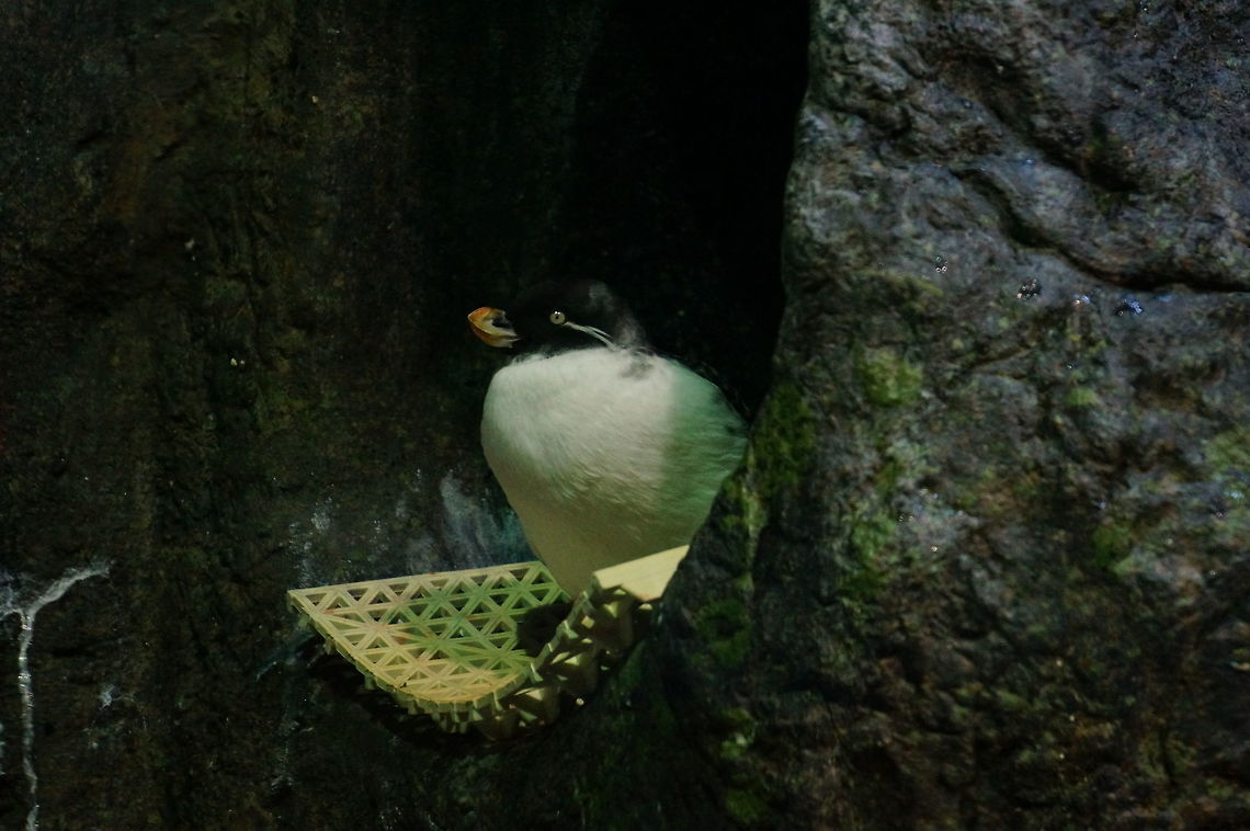 Parakeet Auklet (Aethia psittacula)  Aethia psittacula,Animal,Bird,Cyclorrhynchus psittacula,Geotagged,Parakeet Auklet,Parakeet auklet,United States,Winter,Zoo