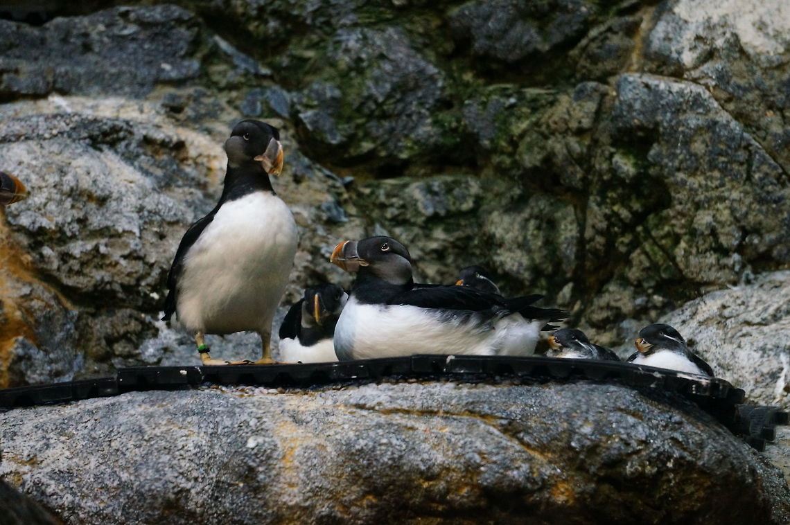 Horned Puffin (Fratercula corniculata)  Animal,Bird,Fratercula corniculata,Geotagged,Horned Puffin,Horned puffin,Puffin,United States,Winter,Zoo
