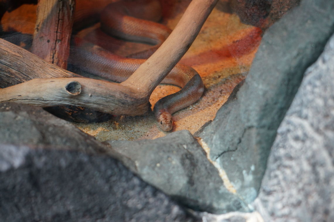 Rosy Boa (Lichanura trivirgata)  Animal,Geotagged,Lichanura trivirgata,Rosy Boa,Snake,United States,Winter,Zoo