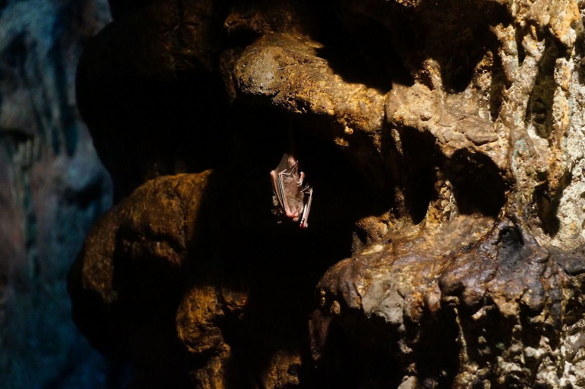 Vampire Bat (Desmodus rotundus)  Animal,Bat,Common vampire bat,Desmodus rotundus,Geotagged,United States,Vampire Bat,Winter,Zoo