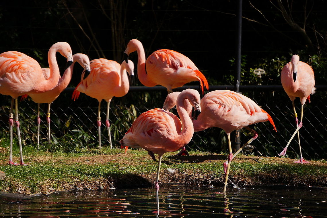 Chilean Flamingo (Phoenicopterus chilensis)  Animal,Bird,Chilean Flamingo,Flamingo,Geotagged,Phoenicopterus chilensis,United States,Winter,Zoo