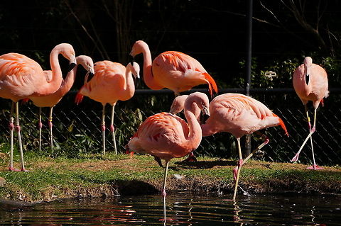 Chilean Flamingo (Phoenicopterus chilensis)  Animal,Bird,Chilean Flamingo,Flamingo,Geotagged,Phoenicopterus chilensis,United States,Winter,Zoo