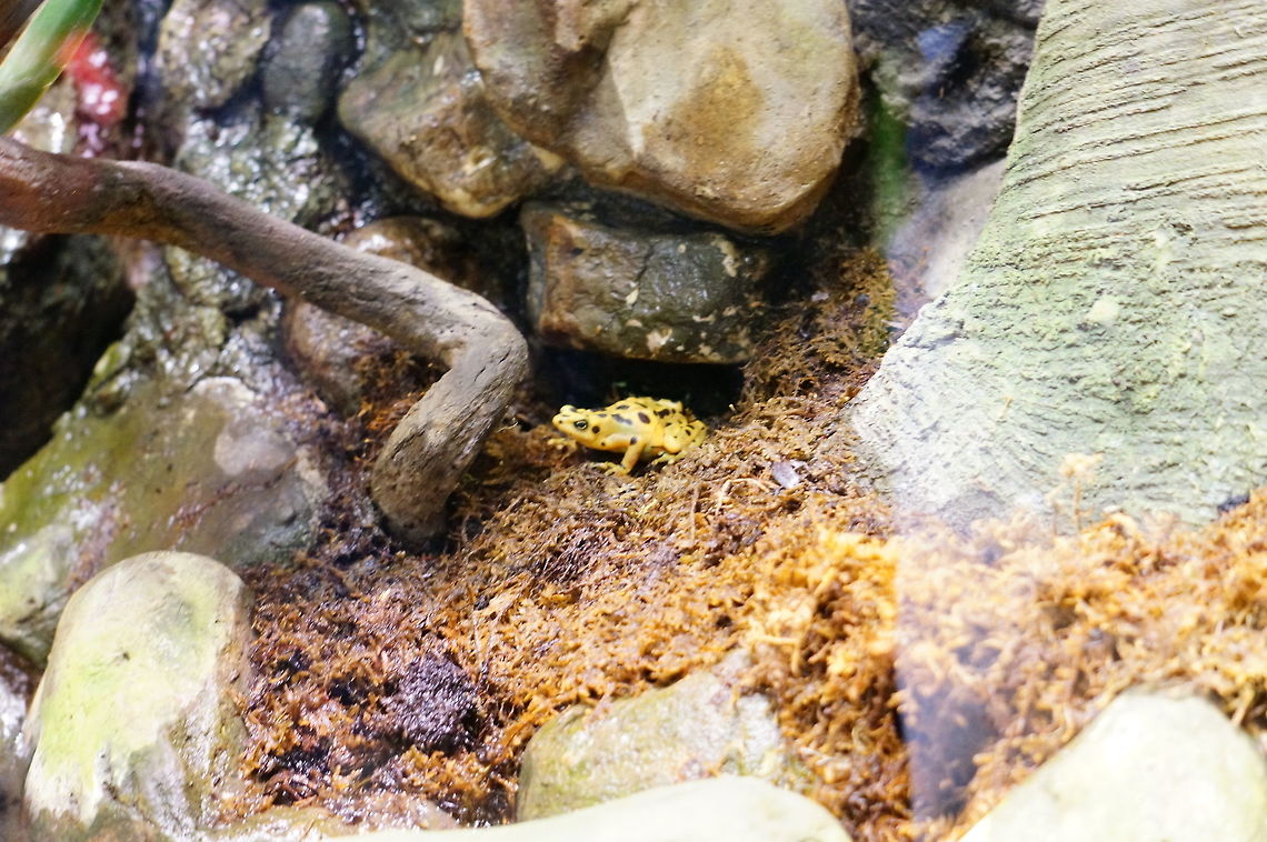 Golden Poison Dart Frog (Atelopus zeteki)  Animal,Atelopus zeteki,Frog,Geotagged,Panama Golden Poison Dart Frog,Panamanian golden frog,Poison Dart Frog,United States,Winter,Zoo