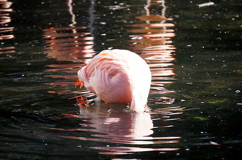 Chilean Flamingo (Phoenicopterus chilensis)  Animal,Bird,Chilean Flamingo,Flamingo,Geotagged,Phoenicopterus chilensis,United States,Winter,Zoo