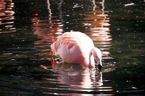 Chilean Flamingo (Phoenicopterus chilensis)  Animal,Bird,Chilean Flamingo,Flamingo,Geotagged,Phoenicopterus chilensis,United States,Winter,Zoo