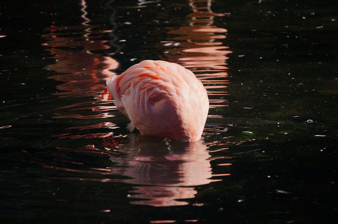 Chilean Flamingo (Phoenicopterus chilensis)  Animal,Bird,Chilean Flamingo,Flamingo,Geotagged,Phoenicopterus chilensis,United States,Winter,Zoo