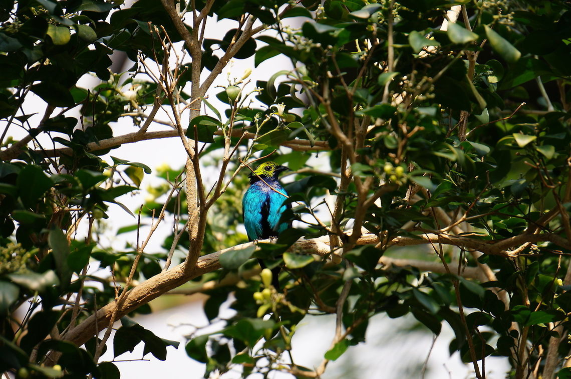 Paradise Tanager (Tangara chilensis)  Animal,Bird,Geotagged,Paradise Tanager,Paradise tanager,Tangara chilensis,United States,Winter,Zoo