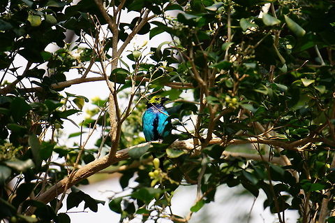 Paradise Tanager (Tangara chilensis)  Animal,Bird,Geotagged,Paradise Tanager,Paradise tanager,Tangara chilensis,United States,Winter,Zoo