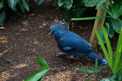 Victoria Crowned Pigeon (Goura victoria)  Animal,Bird,Geotagged,Goura victoria,Pigeon,United States,Victoria Crowned Pigeon,Winter,Zoo