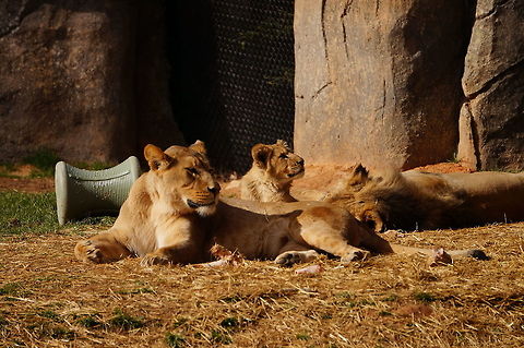 Lion Family (Panthera leo)  African Lion,Animal,Big Cat,Geotagged,Lion,Panthera leo,United States,Winter,Zoo