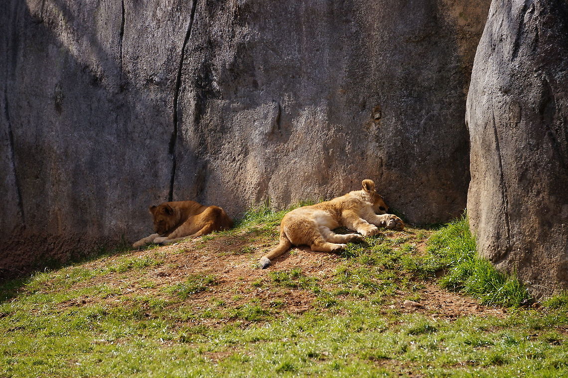 Lion Cubs (Panthera leo)  African Lion,Animal,Big Cat,Geotagged,Lion,Panthera leo,United States,Winter,Zoo