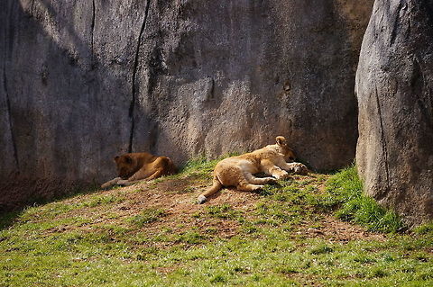 Lion Cubs (Panthera leo)  African Lion,Animal,Big Cat,Geotagged,Lion,Panthera leo,United States,Winter,Zoo