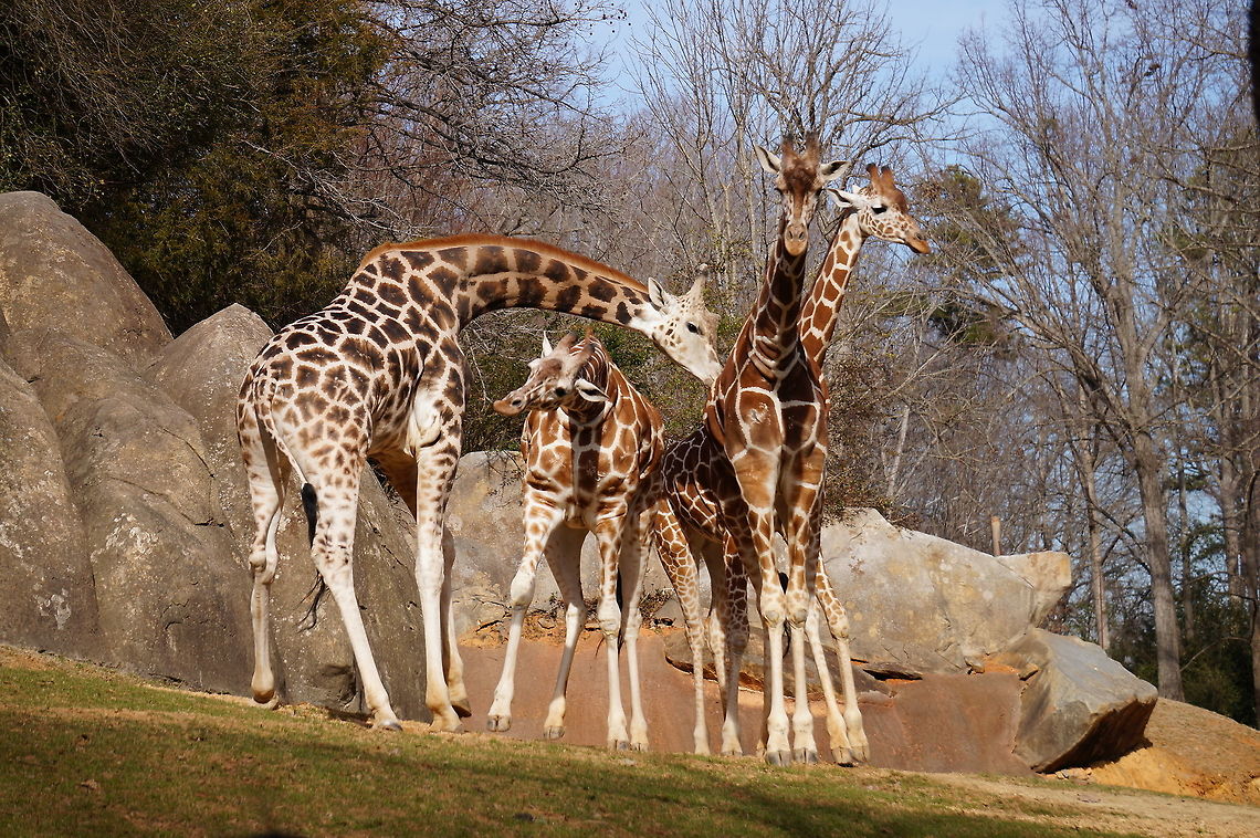 Low Bridge! (Giraffe; Giraffa camelopardalis)  Animal,Geotagged,Giraffa camelopardalis,Giraffa camelopardalis reticulata,Giraffe,Reticulated Giraffe,Reticulated giraffe,United States,Winter,Zoo