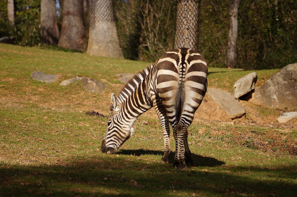 Plains zebra (Equus quagga)  Animal,Equus quagga,Equus quagga boehmi,Geotagged,Grant's Zebra,Grants zebra,Plains zebra,United States,Winter,Zebra,Zoo