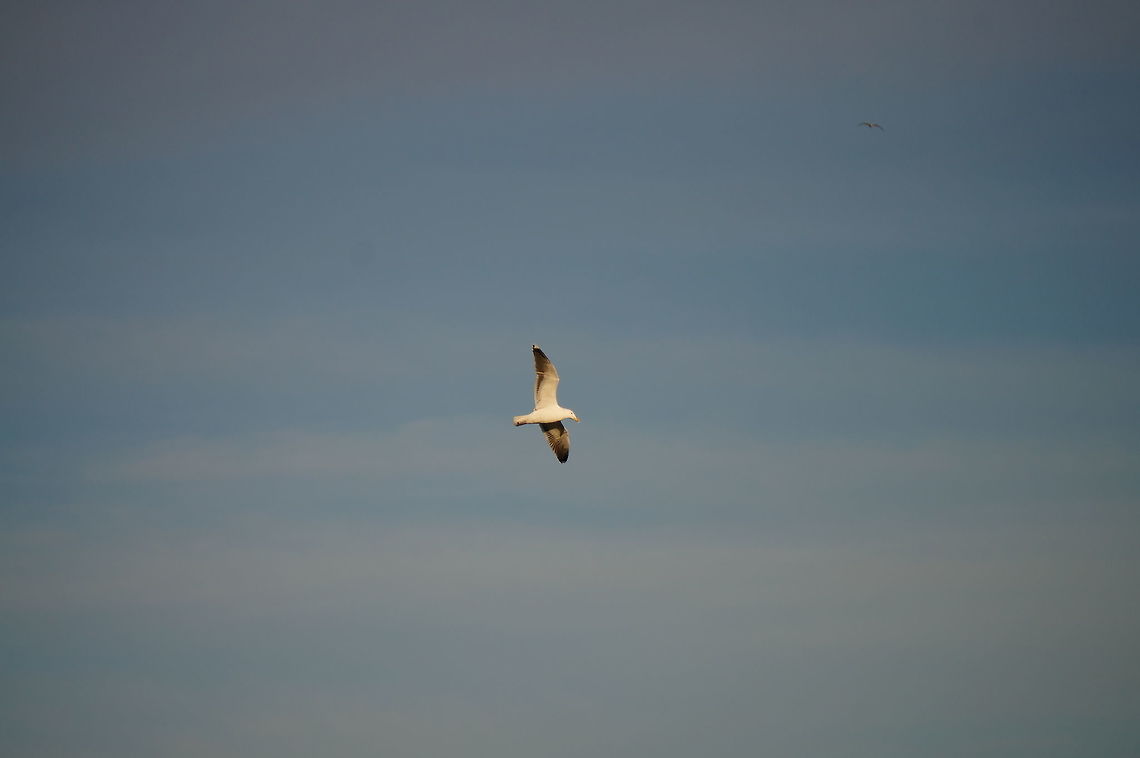 American Herring Gull (Larus smithsonianus)  American Herring Gull,Animal,Bird,Geotagged,Gull,Herring Gull,Larus argentatus smithsonianus,Larus smithsonianus,Seagull,United States,Winter
