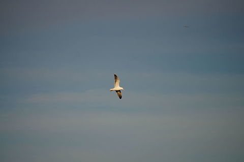 American Herring Gull (Larus smithsonianus)  American Herring Gull,Animal,Bird,Geotagged,Gull,Herring Gull,Larus argentatus smithsonianus,Larus smithsonianus,Seagull,United States,Winter