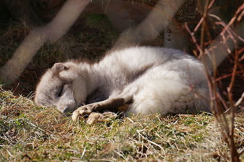 Sleeping Arctic Fox (Vulpes lagopus)  Animal,Arctic Fox,Arctic fox,Asheboro,Canidae,Carnivora,Fox,Geotagged,Mammal,Nature,North Carolina,North Carolina Zoo,True Fox,United States,United States of America,Vertebrate,Vulpes,Vulpes lagopus,Zoo