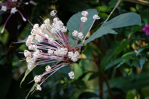 Shooting Star (Clerodendrum quadriloculare)  Angiospermae,Asheboro,Clerodendrum,Clerodendrum quadriloculare,Flower,Flowering Plant,Geotagged,Lamiaceae,Lamiales,Nature,North Carolina,North Carolina Zoo,Plant,Shooting Star,United States,United States of America,Winter,Zoo