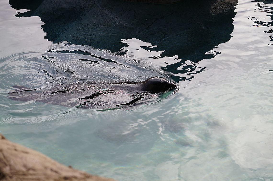 Harbor Seal (Phoca vitulina)  Animal,Asheboro,Carnivora,Common Seal,Earless Seal,Harbor (common) seal,Harbor Seal,Harbour Seal,Mammal,Nature,North Carolina,North Carolina Zoo,Phoca,Phoca vitulina,Phocidae,Pinnipedia,Seal,True Seal,United States of America,Zoo