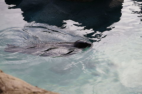 Harbor Seal (Phoca vitulina)  Animal,Asheboro,Carnivora,Common Seal,Earless Seal,Harbor (common) seal,Harbor Seal,Harbour Seal,Mammal,Nature,North Carolina,North Carolina Zoo,Phoca,Phoca vitulina,Phocidae,Pinnipedia,Seal,True Seal,United States of America,Zoo