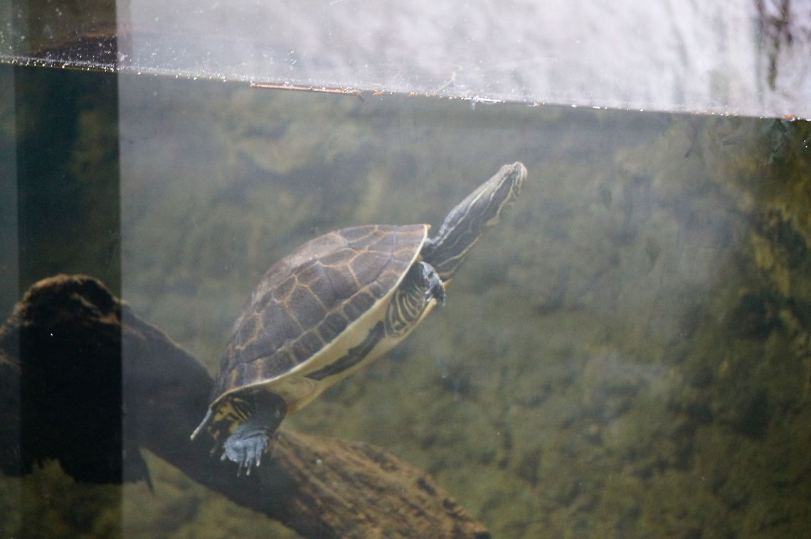 Chicken Turtle (Deirochelys reticularia)  Animal,Asheboro,Chicken Turtle,Chicken turtle,Cryptodira,Deirochelyinae,Deirochelys,Deirochelys reticularia,Emydidae,Nature,North Carolina,North Carolina Zoo,Pond Turtle,Reptile,Testudines,Turtle,United States of America,Vertebrate,Winter,Zoo