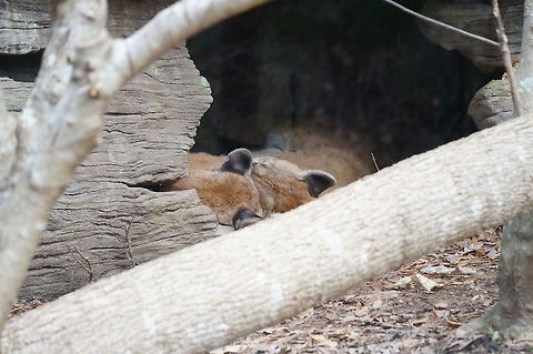 Cougar (Puma concolor)  Animal,Asheboro,Carnivora,Cat,Cougar,Felidae,Mammal,Mountain Lion,Nature,North Carolina,North Carolina Zoo,Puma,Puma concolor,United States,United States of America,Vertebrate,Winter,Zoo