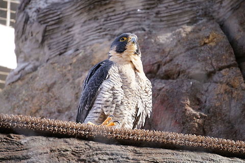 Peregrine Falcon (Falco peregrinus)  Animal,Asheboro,Bird,Falco,Falco peregrinus,Falcon,Falconidae,Falconiformes,Geotagged,Nature,North Carolina,North Carolina Zoo,Peregrine Falcon,United States,United States of America,Vertebrate,Winter,Zoo