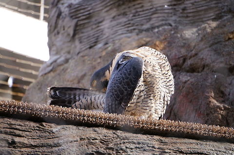 Preening Peregrine Falcon (Falco peregrinus)  Animal,Asheboro,Bird,Falco,Falco peregrinus,Falcon,Falconidae,Falconiformes,Geotagged,Nature,North Carolina,North Carolina Zoo,Peregrine Falcon,United States,United States of America,Vertebrate,Winter,Zoo
