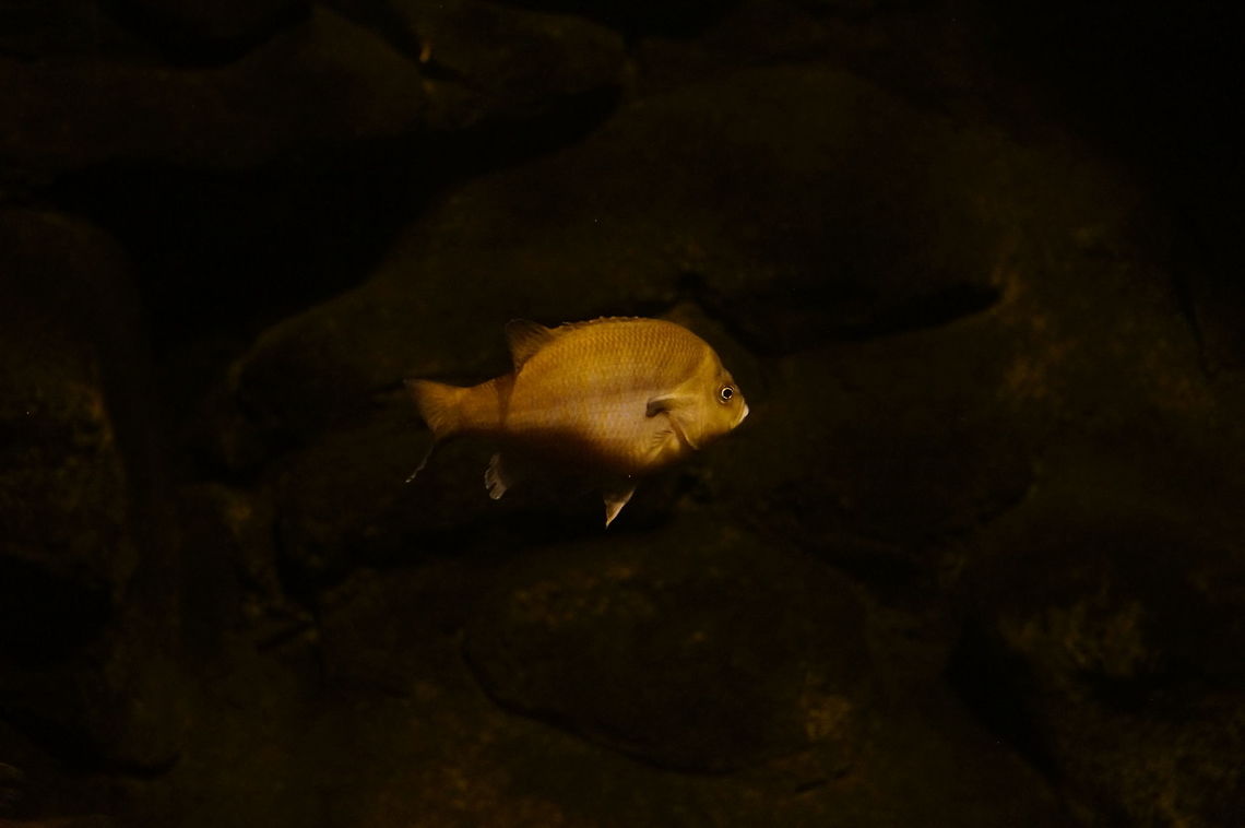 Redbreast Sunfish (Lepomis auritus)  Actinopterygii,Animal,Asheboro,Centrarchidae,Fish,Lepomis,Lepomis auritus,Nature,North Carolina,North Carolina Zoo,Perciformes,Ray-Finned Fish,Redbreast Sunfish,Redbreast sunfish,Sunfish,United States of America,Vertebrate,Winter,Zoo