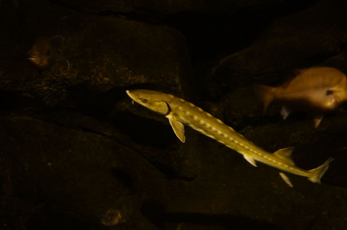 Shortnose Sturgeon (Acipenser brevirostrum)  Acipenser,Acipenser brevirostrum,Acipenseridae,Acipenseriformes,Actinopterygii,Animal,Asheboro,Fish,Nature,North Carolina,North Carolina Zoo,Ray-Finned Fish,Shortnose Sturgeon,Shortnose sturgeon,Sturgeon,United States of America,Vertebrate,Winter,Zoo