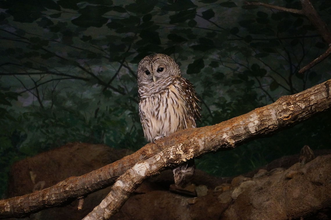 Barred Owl (Strix varia)  Animal,Asheboro,Barred Owl,Bird,Nature,North Carolina,North Carolina Zoo,Owl,Spring,Strigidae,Strigiformes,Strix,Strix varia,True Owl,United States,United States of America,Vertebrate,Zoo