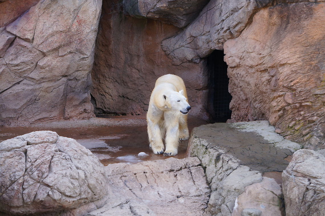 Polar Bear (Ursus maritimus) This bear was quite energetic. They kept walking out, lifting up their front left paw over their left leg, then turning around and heading back inside before repeating the cycle.<br />
<br />
See also: <figure class="photo"><a href="https://www.jungledragon.com/image/27550/polar_bear_ursus_maritimus.html" title="Polar Bear (Ursus maritimus)"><img src="https://s3.amazonaws.com/media.jungledragon.com/images/1559/27550_thumb.JPG?AWSAccessKeyId=05GMT0V3GWVNE7GGM1R2&Expires=1759968010&Signature=TxyZdV9Rhl5O%2FrNRvJiENwoKfmE%3D" width="200" height="134" alt="Polar Bear (Ursus maritimus) This bear was quite energetic. They kept walking out, lifting up their front left paw over their left leg, then turning around and heading back inside before repeating the cycle.<br />
<br />
See also: http://www.jungledragon.com/image/27549/dsc04657.html Animal,Asheboro,Bear,Carnivora,Geotagged,Mammal,Nature,North Carolina,North Carolina Zoo,Polar Bear,United States,United States of America,Ursidae,Ursus,Ursus maritimus,Vertebrate,Winter,Zoo" /></a></figure> Animal,Asheboro,Bear,Carnivora,Geotagged,Mammal,Nature,North Carolina,North Carolina Zoo,Polar Bear,United States,United States of America,Ursidae,Ursus,Ursus maritimus,Vertebrate,Winter,Zoo