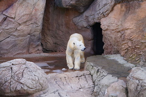 Polar Bear (Ursus maritimus) This bear was quite energetic. They kept walking out, lifting up their front left paw over their left leg, then turning around and heading back inside before repeating the cycle.

See also: http://www.jungledragon.com/image/27550/dsc04664.html Animal,Asheboro,Bear,Carnivora,Geotagged,Mammal,Nature,North Carolina,North Carolina Zoo,Polar Bear,United States,United States of America,Ursidae,Ursus,Ursus maritimus,Vertebrate,Winter,Zoo