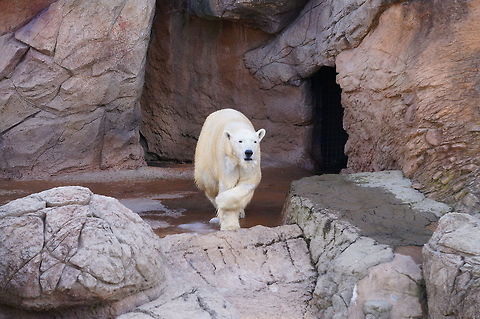Polar Bear (Ursus maritimus) This bear was quite energetic. They kept walking out, lifting up their front left paw over their left leg, then turning around and heading back inside before repeating the cycle.

See also: http://www.jungledragon.com/image/27549/dsc04657.html Animal,Asheboro,Bear,Carnivora,Geotagged,Mammal,Nature,North Carolina,North Carolina Zoo,Polar Bear,United States,United States of America,Ursidae,Ursus,Ursus maritimus,Vertebrate,Winter,Zoo