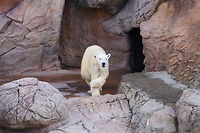 Polar Bear (Ursus maritimus) This bear was quite energetic. They kept walking out, lifting up their front left paw over their left leg, then turning around and heading back inside before repeating the cycle.<br />
<br />
See also: http://www.jungledragon.com/image/27549/dsc04657.html Animal,Asheboro,Bear,Carnivora,Geotagged,Mammal,Nature,North Carolina,North Carolina Zoo,Polar Bear,United States,United States of America,Ursidae,Ursus,Ursus maritimus,Vertebrate,Winter,Zoo