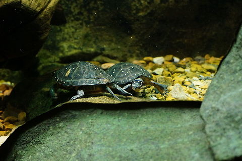 Spotted Turtle (Clemmys guttata)  Animal,Asheboro,Clemmys,Clemmys guttata,Cryptodira,Emydidae,Nature,North Carolina,North Carolina Zoo,Pond Turtle,Reptile,Spotted Turtle,Spotted turtle,Testudines,Turtle,United States of America,Vertebrate,Winter,Zoo
