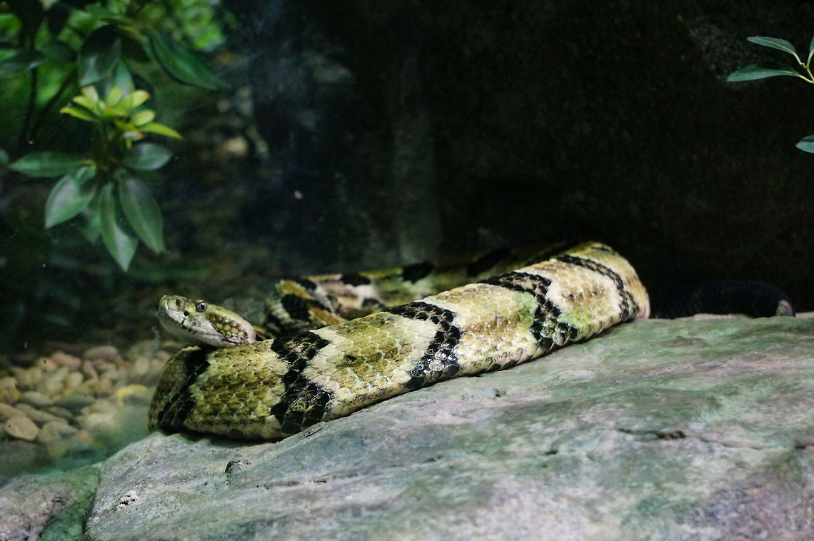 Timber Rattlesnake (Crotalus horridus)  Animal,Asheboro,Crotalus horridus,Geotagged,Nature,North Carolina,North Carolina Zoo,Reptile,Scaled Reptile,Serpentes,Snake,Squamata,Timber rattlesnake,United States,United States of America,Vertebrate,Winter,Zoo
