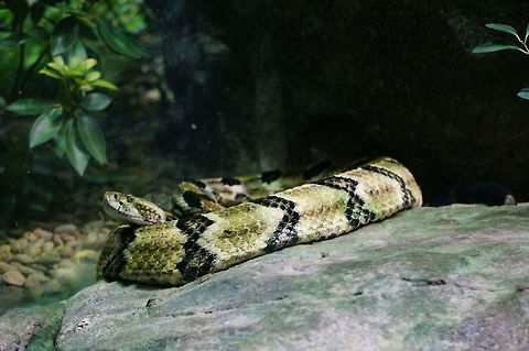 Timber Rattlesnake (Crotalus horridus)  Animal,Asheboro,Crotalus horridus,Geotagged,Nature,North Carolina,North Carolina Zoo,Reptile,Scaled Reptile,Serpentes,Snake,Squamata,Timber rattlesnake,United States,United States of America,Vertebrate,Winter,Zoo