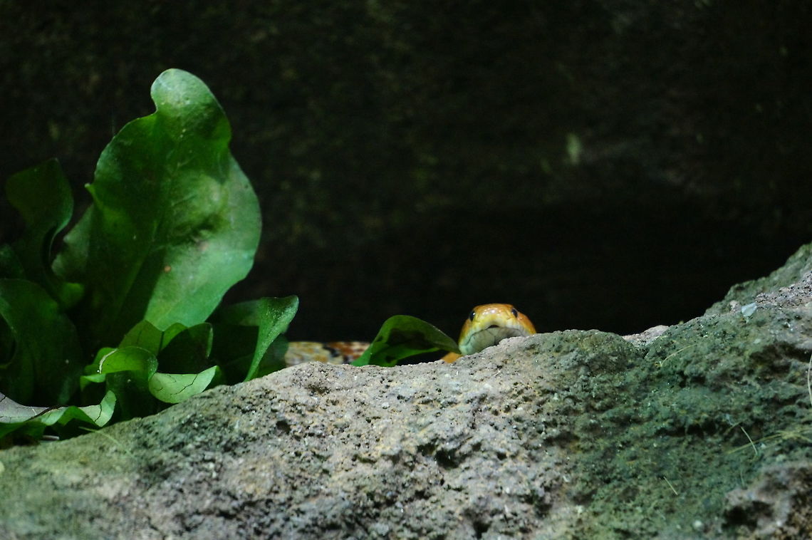 Corn Snake (Pantherophis guttatus)  Animal,Asheboro,Colubridae,Colubrinae,Corn Snake,Corn snake,Nature,North Carolina,North Carolina Zoo,Pantherophis,Pantherophis guttatus,Reptile,Scaled Reptile,Serpentes,Snake,Squamata,United States of America,Vertebrate,Winter,Zoo