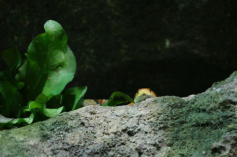 Corn Snake (Pantherophis guttatus)  Animal,Asheboro,Colubridae,Colubrinae,Corn Snake,Corn snake,Nature,North Carolina,North Carolina Zoo,Pantherophis,Pantherophis guttatus,Reptile,Scaled Reptile,Serpentes,Snake,Squamata,United States of America,Vertebrate,Winter,Zoo