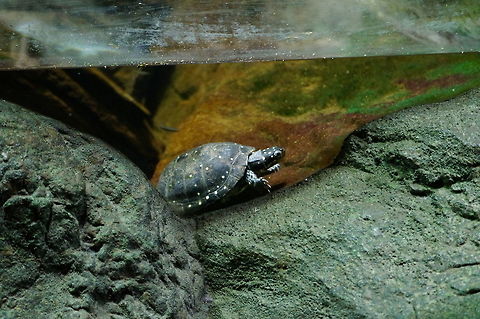 Spotted Turtle (Clemmys guttata)  Animal,Asheboro,Clemmys,Clemmys guttata,Cryptodira,Emydidae,Nature,North Carolina,North Carolina Zoo,Pond Turtle,Reptile,Spotted Turtle,Spotted turtle,Testudines,Turtle,United States of America,Vertebrate,Winter,Zoo