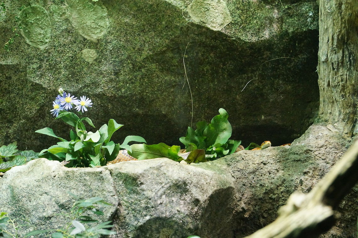 Corn Snake (Pantherophis guttatus)  Animal,Asheboro,Colubridae,Colubrinae,Corn Snake,Corn snake,Nature,North Carolina,North Carolina Zoo,Pantherophis,Pantherophis guttatus,Reptile,Scaled Reptile,Serpentes,Snake,Squamata,United States of America,Vertebrate,Winter,Zoo
