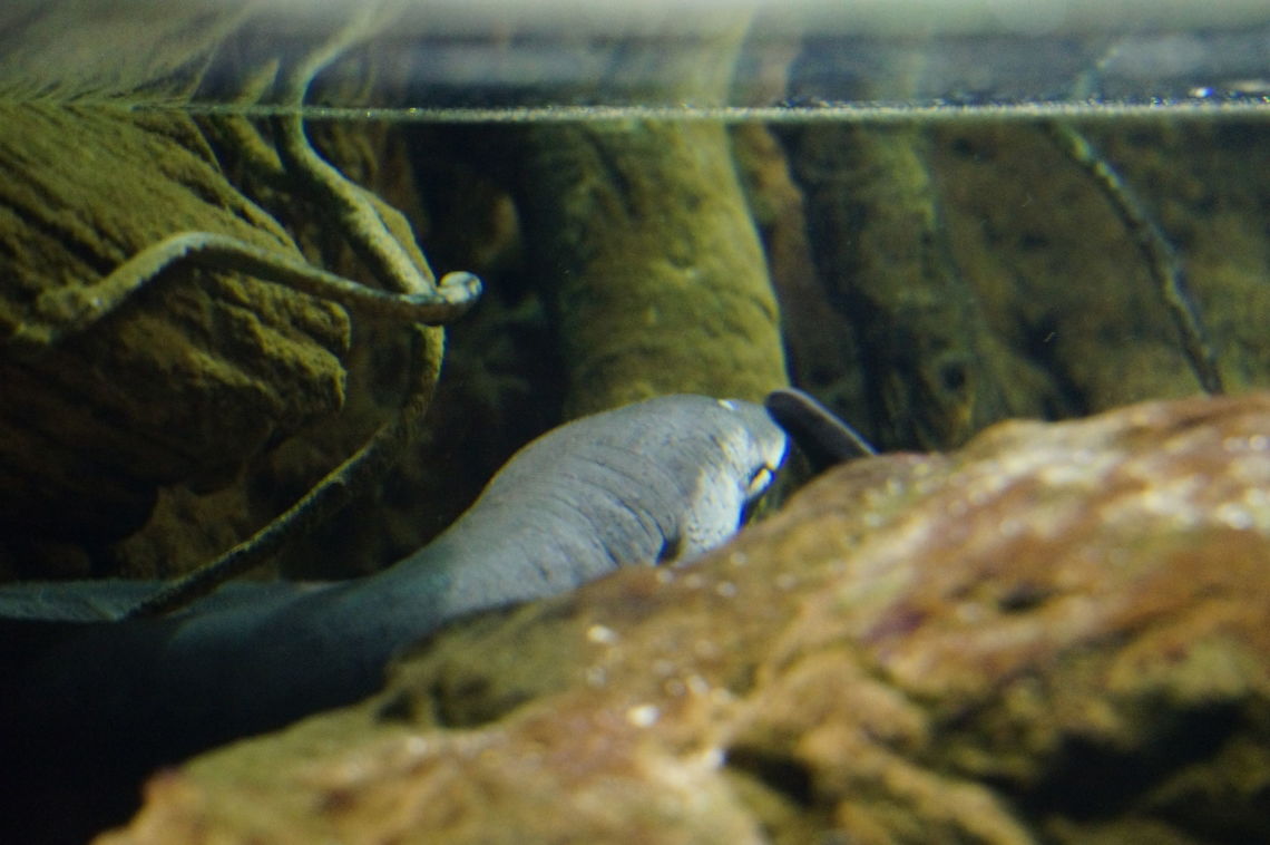 Two-toed Amphiuma (Amphiuma means)  Amphibian,Amphiuma,Amphiuma means,Amphiumidae,Animal,Asheboro,Caudata,Geotagged,Nature,North Carolina,North Carolina Zoo,Salamander,Two-toed Amphiuma,Two-toed amphiuma,United States,United States of America,Vertebrate,Winter,Zoo