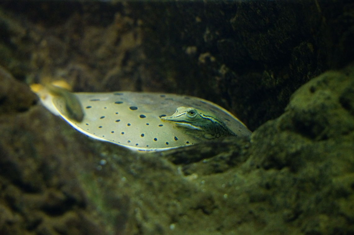 Northern Spiny Softshell Turtle (Apalone spinifera spinifera)  Animal,Apalone,Apalone spinifera,Apalone spinifera spinifera,Asheboro,Cryptodira,North Carolina,North Carolina Zoo,Northern spiny softshell turtle,Reptile,Softshell Turtle,Spiny Softshell Turtle,Spiny softshell turtle,Testudines,Trionychidae,Turtle,United States of America,Vertebrate,Winter,Zoo