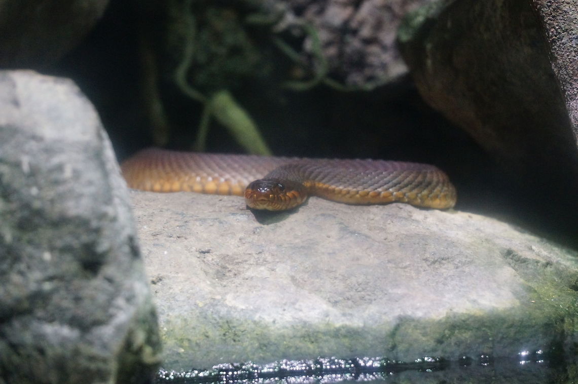 Nerodia erythrogaster erythrogaster (Red-bellied Watersnake)  Animal,Asheboro,Colubridae,Natricinae,Nature,Nerodia,Nerodia erythrogaster,Nerodia erythrogaster erythrogaster,North Carolina,North Carolina Zoo,Plain-bellied Water Snake,Red-bellied Watersnake,Reptile,Scaled Reptile,Serpentes,Snake,Squamata,United States of America,Winter,Zoo