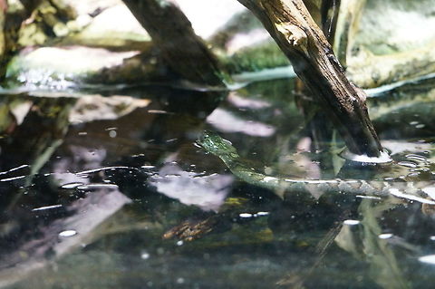 Northern Water Snake (Nerodia sipedon)  Animal,Asheboro,Colubridae,Natricinae,Nerodia,Nerodia sipedon,North Carolina,North Carolina Zoo,Northern Water Snake,Northern water snake,Reptile,Scaled Reptile,Serpentes,Snake,Squamata,United States of America,Vertebrate,Water Snake,Winter,Zoo